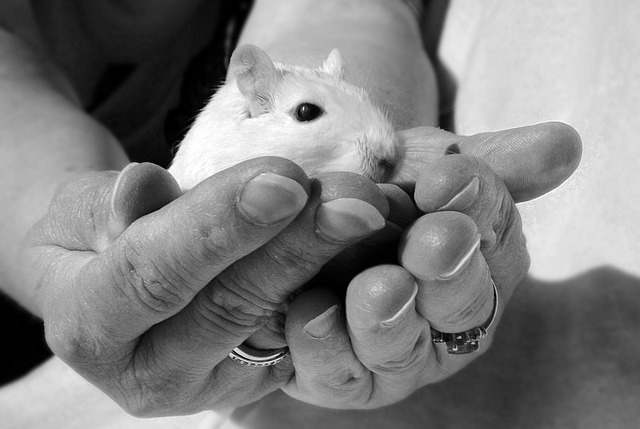 Free Animal Rodent photo and picture