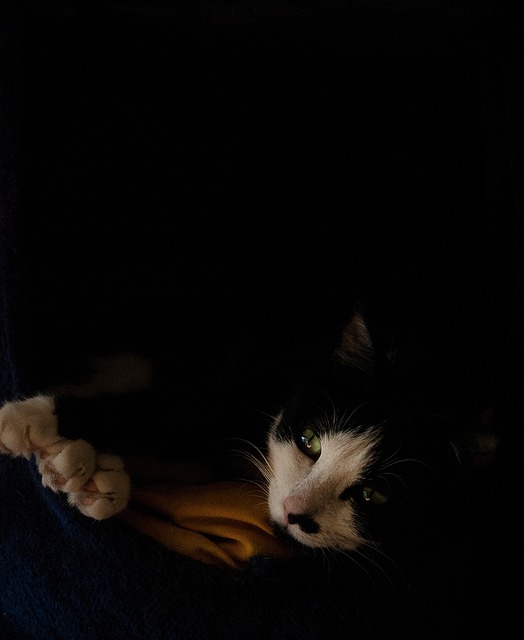 Free Cat Domestic Animal photo and picture