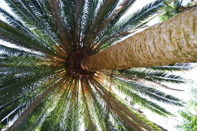 Free Palm Tree Palm Fronds photo and picture