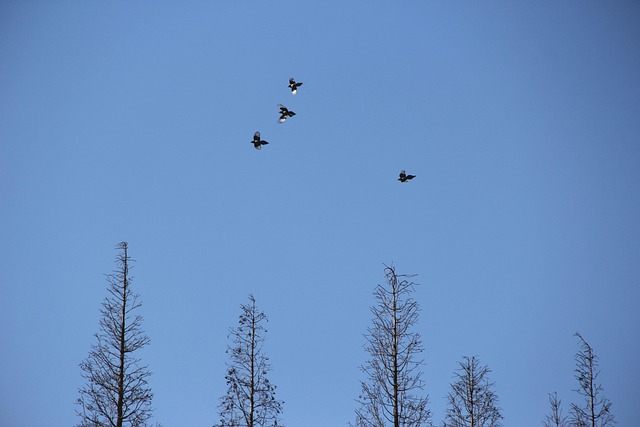 Free Fly Nature photo and picture