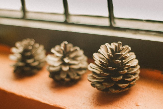 Free Pine Cones Light photo and picture