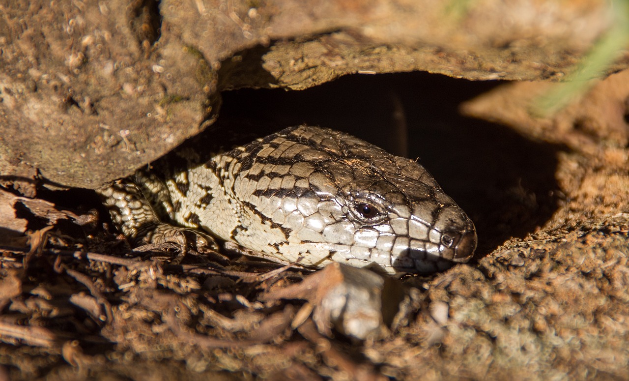 Skink - free online jigsaw puzzle photo