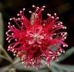 grevillea, flower, australian