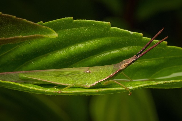 Gafanhoto, Animal, Inseto