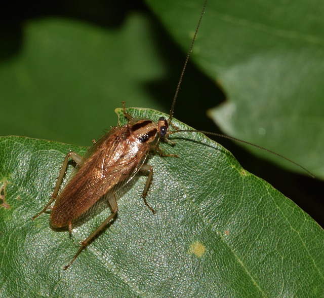 Plus De 200 Images De Cafard Et De Insecte Pixabay