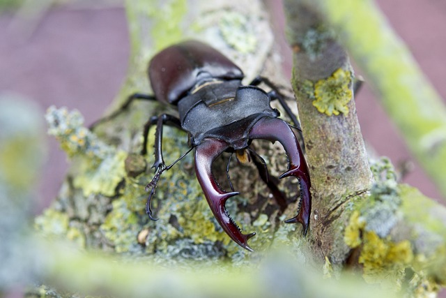 Free Stag Beetle Insect photo and picture