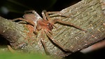 spider, sac spider, yellow sac spider
