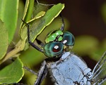 dragonfly, pondhawk, eastern pondhawk