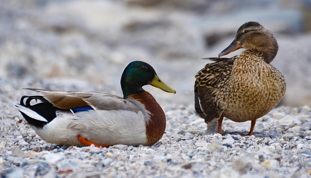 Patos, Pato Real, Ave Acuática