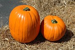 pumpkin, pumpkin farm, halloween