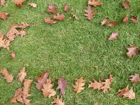 Free Leaves Fall photo and picture