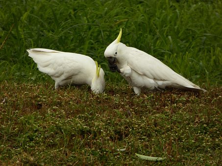 Free Bird Cockatoo photo and picture