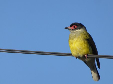 Free Figbird Bird photo and picture