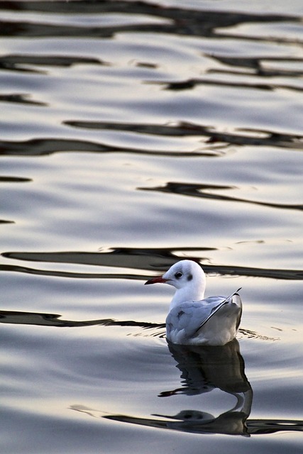 Free Gull Gull In The Water photo and picture