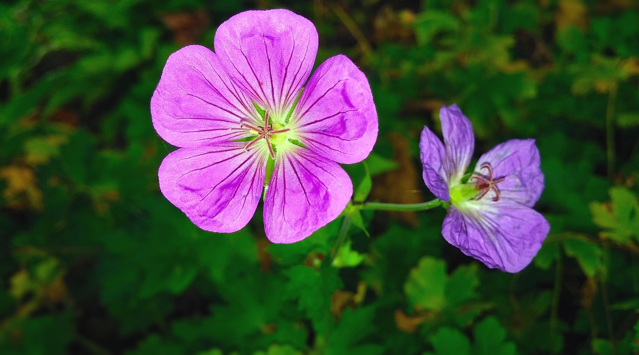 600+ Бесплатные Журавли & Природа изображения - Pixabay