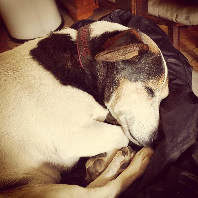 Pes, Jack Russell, Domácí Zvíře, Zvíře