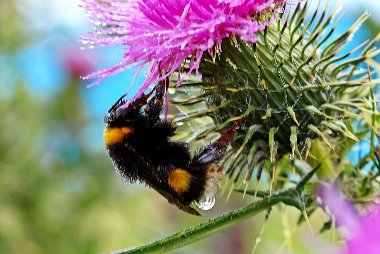Download free HD stock image of Bumblebee Meadow Bumblebee Free Bumblebee Meadow Bumblebee photo and picture