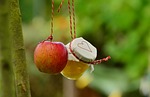 apple tree, apple, apple compote