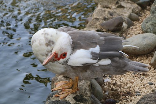 Grå, And, Hvid, Fugl, Fauna, Nålen, Vand