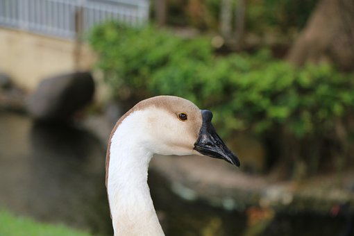 Svane, Sort Næb, Hoved, Fugl, Fauna