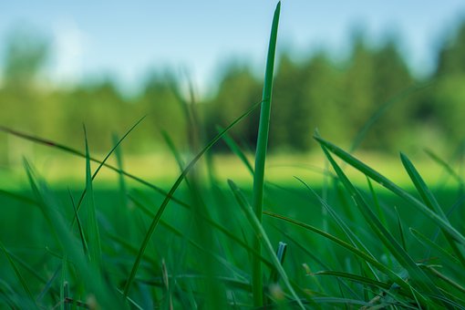 Free Grass Nature photo and picture