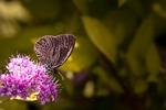 butterfly, chimney sweep, aphantopus hyperantus