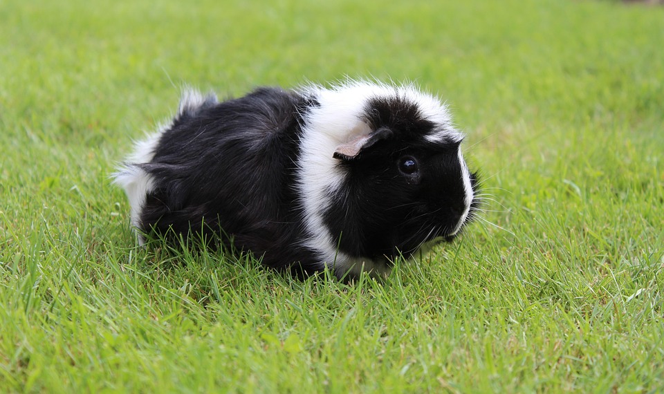 can guinea pigs eat walnuts
