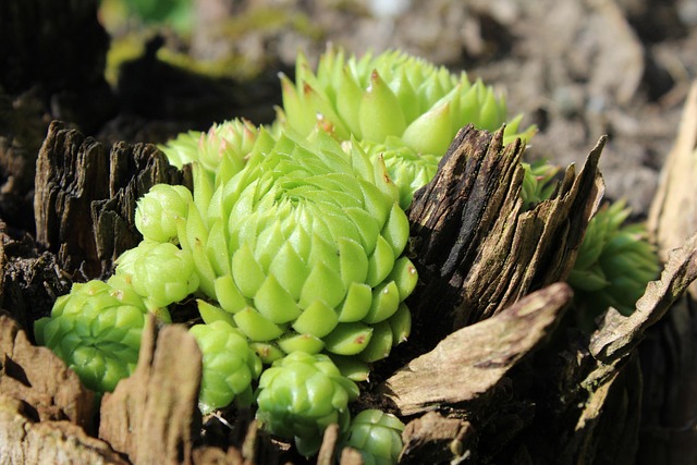 Free Houseleek Plant photo and picture