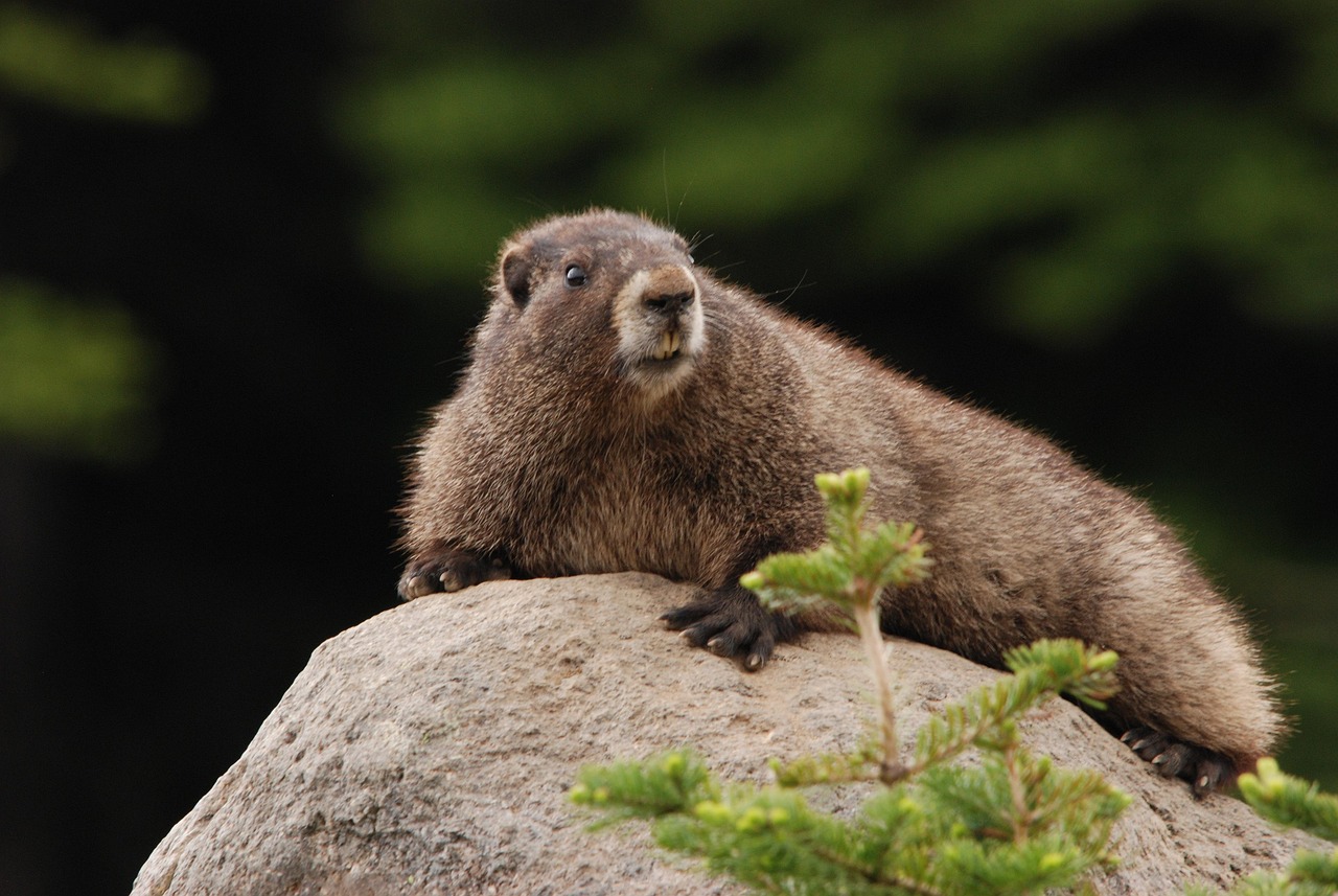 400 Free Marmot Nature Images Pixabay