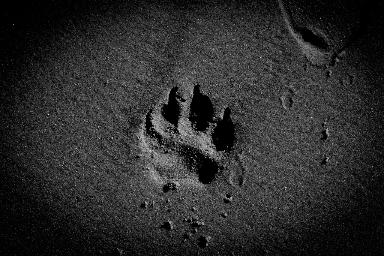 Dog Paw - free online jigsaw puzzle photo