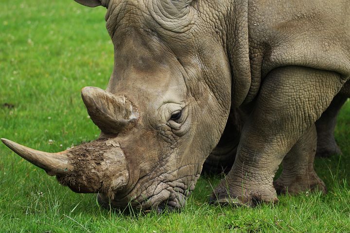 800-kostenlose-nashorn-und-afrika-bilder-pixabay