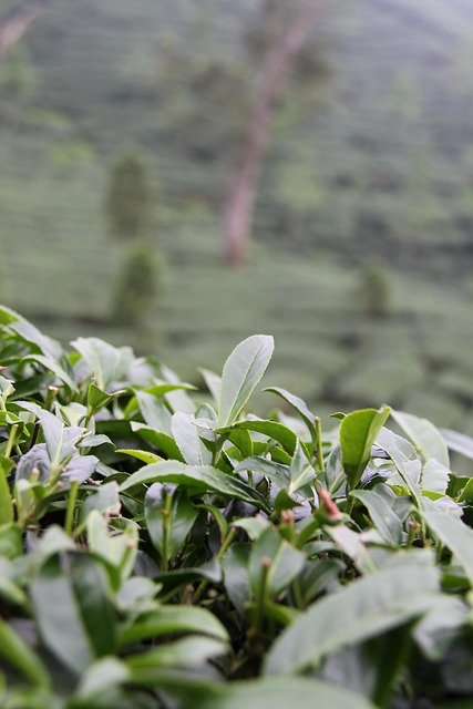 Free Taiwan Tea photo and picture