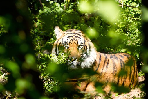 Free Tiger Nature photo and picture