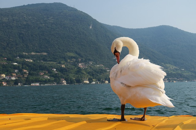 Free Swan Floating photo and picture