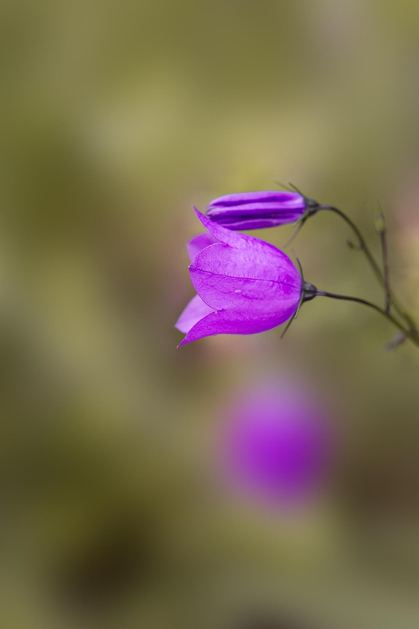 花好月又圆免费观看