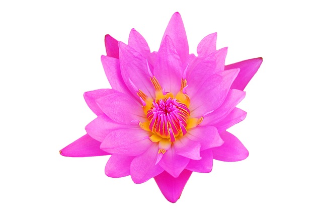 Free Flower Pink photo and picture