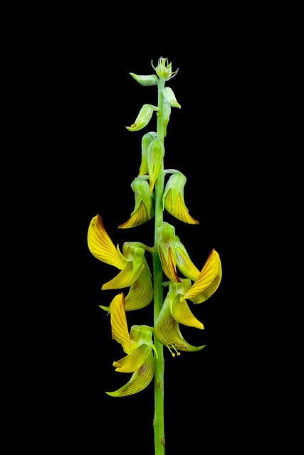 Free Yellow Flower photo and picture