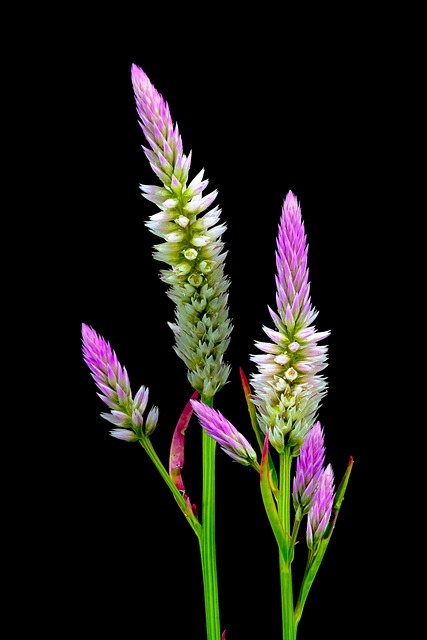 Free Pink Beautiful Flowers photo and picture