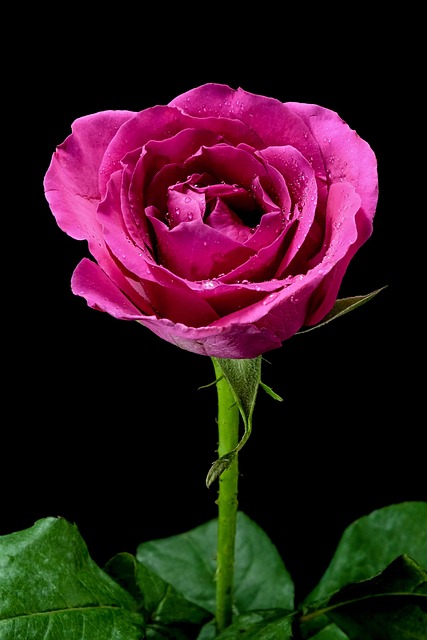 Free Rose Pinkrose photo and picture