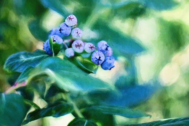 Free blueberries bush summer illustration