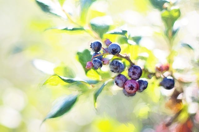 Free blueberries bush summer illustration