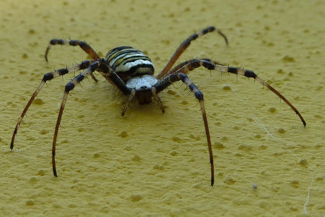 Free Wasp Spider Argiope Bruennichi photo and picture