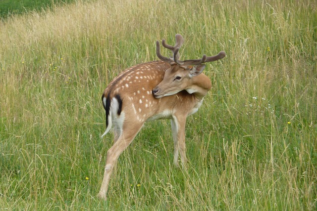 Free Fallow Deer Cervid photo and picture