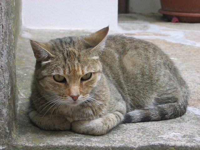 Free Cat Pet photo and picture