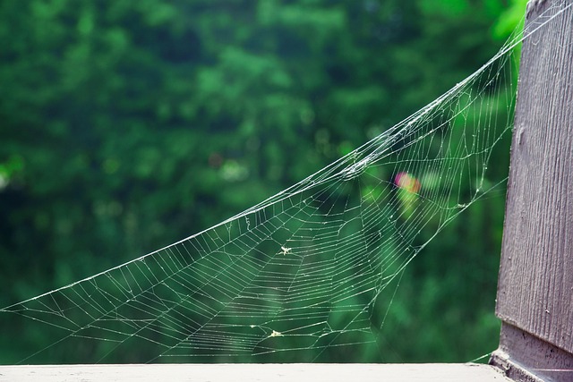 Free Spider Web Park photo and picture