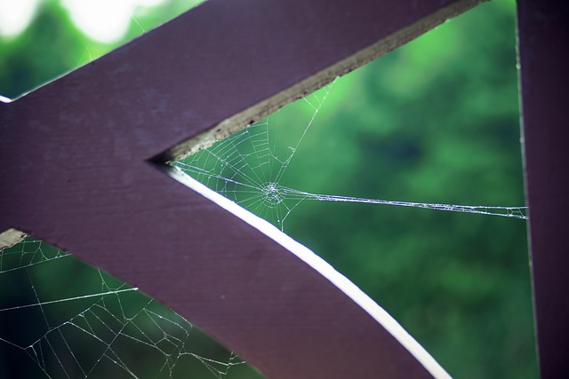 Free Spider Web Park photo and picture