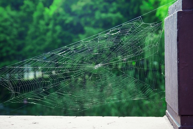 Free Spider Web Park photo and picture