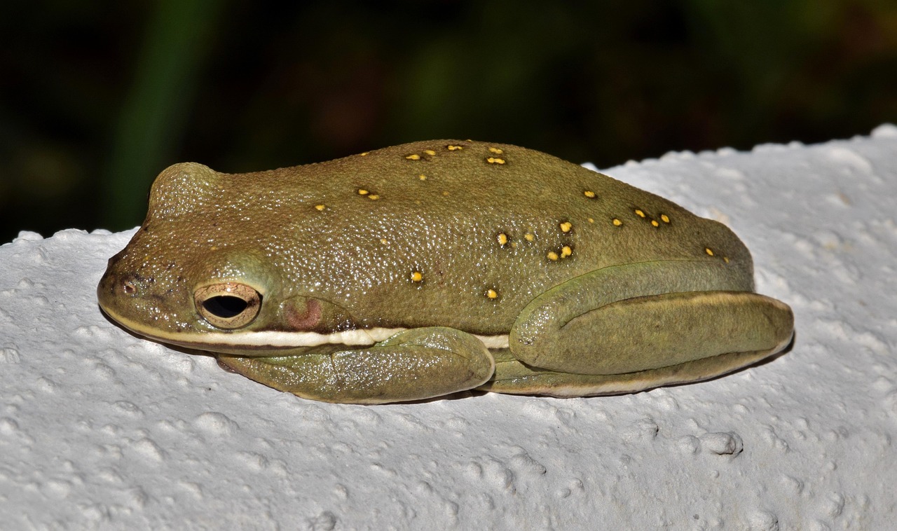Frog - free online jigsaw puzzle photo