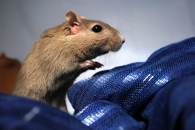 Free Gerbil Rodent photo and picture