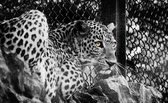Dschungelkatze, Leopard, Jäger, Wild